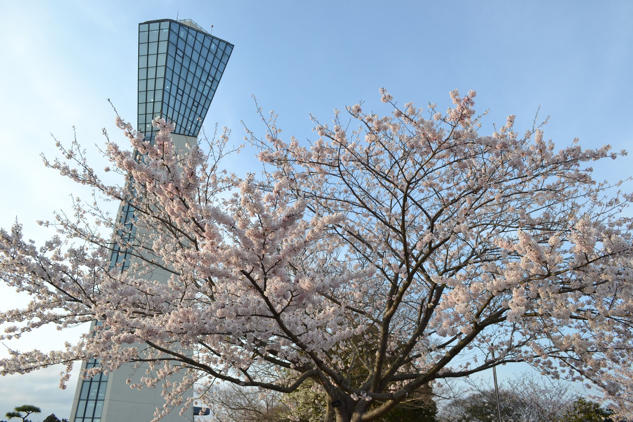 桜とマリンタワー